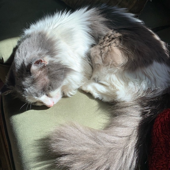 Meet your Posher, Sofia - Picture 2 of 3